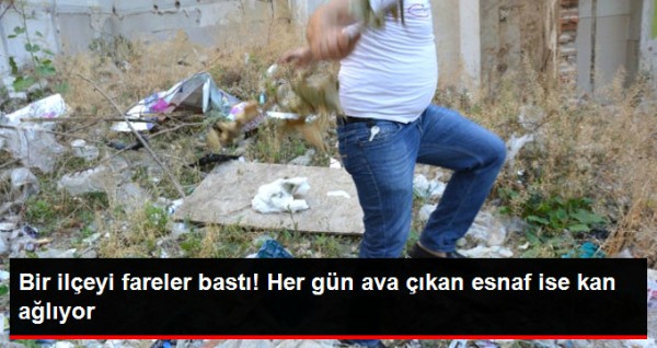 İlçelerini fareler basan esnaf ne yapacağını şaşırdı